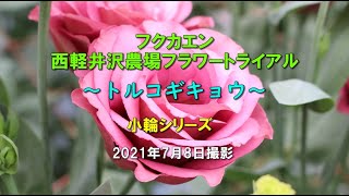 福花園種苗株式会社 西軽井沢フラワートライアル21夏 トルコギキョウ 小輪シリーズ ご紹介 Youtube