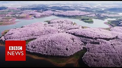 Drone captures stunning China blossoms - BBC News - DayDayNews