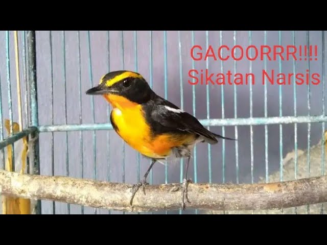 Suara Burung Sikatan Narsis class=