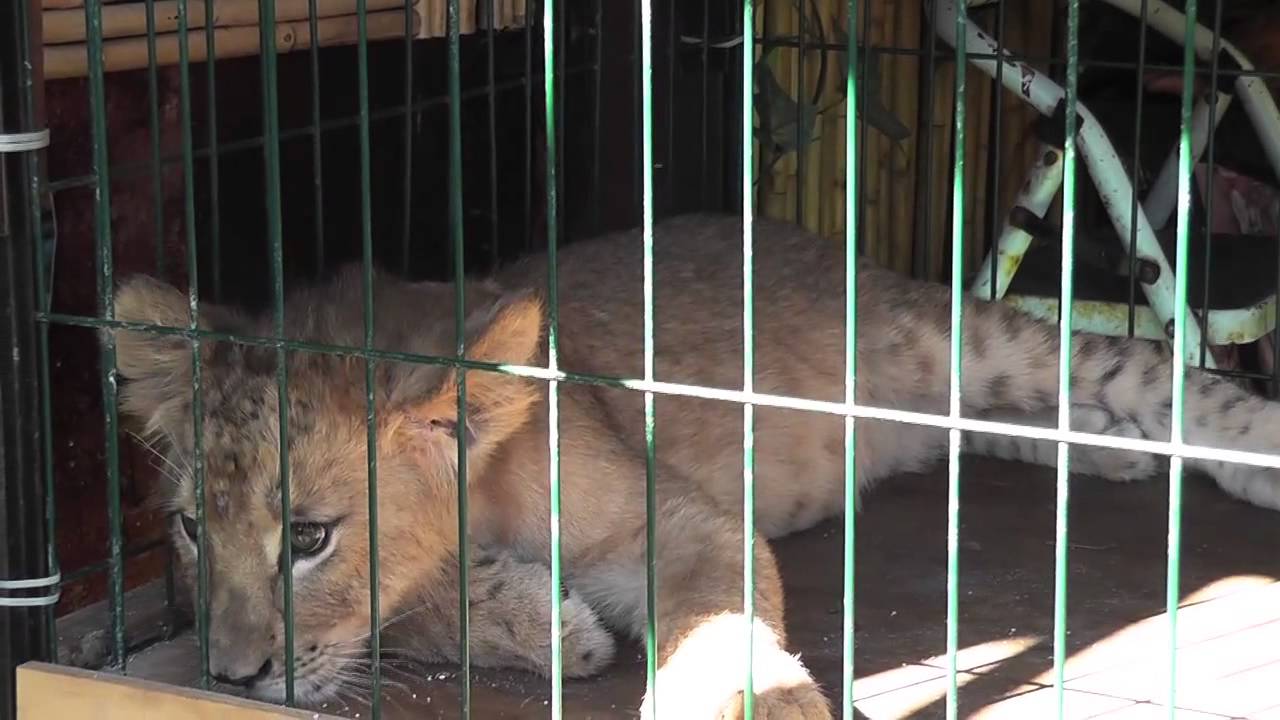 TigerCub Locked in CageFor Photos CaboSanLucas extinct animal footage