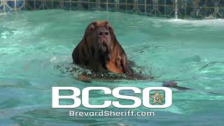 BCSO Parody - Junny Swimming