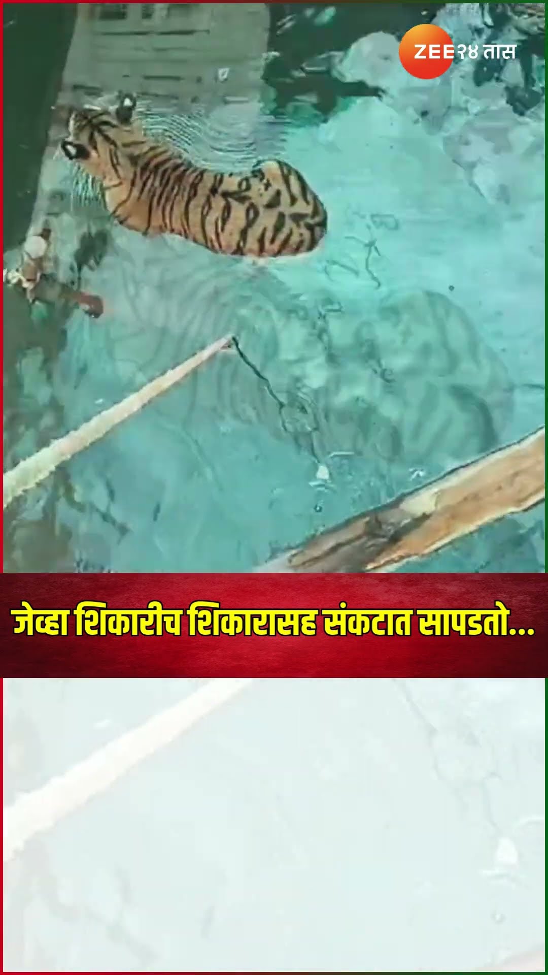 Pench National Park | जेव्हा शिकारीच शिकारासह संकटात सापडतो... | Tiger | Zee 24 Taas