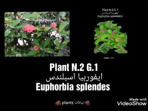 فيديو: أنواع وأسماء نبات الفربيون (34 صورة): أوصاف الفربيون ، الأجمل والمشط ، الراتينج والكرمة ، الشائك والسينادينيوم