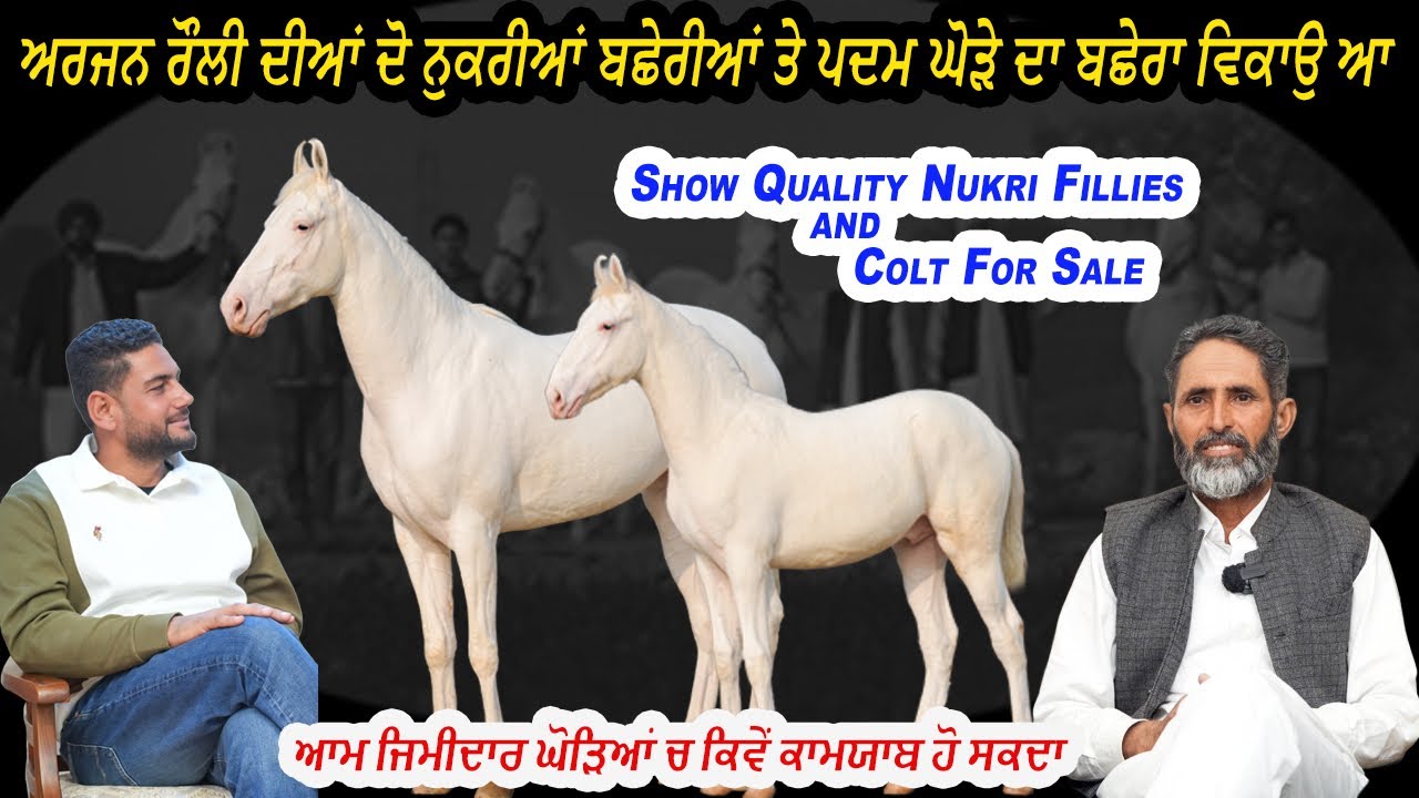 Show Quality Nukri Fillies and Colt For Sale ਆਮ ਜਿਮੀਦਾਰ ਘੋੜਿਆਂ ਚ ਕਿਵੇਂ ਕਾਮਯਾਬ ਹੋ ਸਕਦਾ 