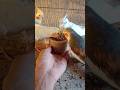 cockatiel singing parrot 🐦😍 #shorts #cockatiel #yellowcockatiel48