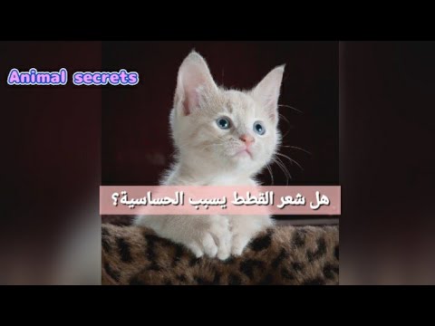فيديو: حقائق عن وبر القطط والحساسية