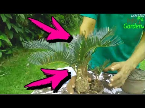 Video: Trasplante de palma de sagú: aprenda cuándo y cómo trasplantar una planta de palma de sagú