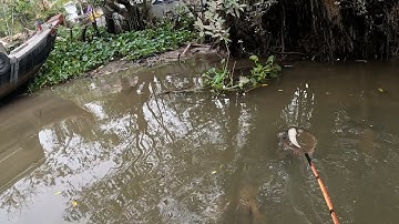 Kích Cá Con Nước Kém Trên Nhánh Sông Tiền Miền Tây | Xiệt Cá Miền Tây | Catch Fish