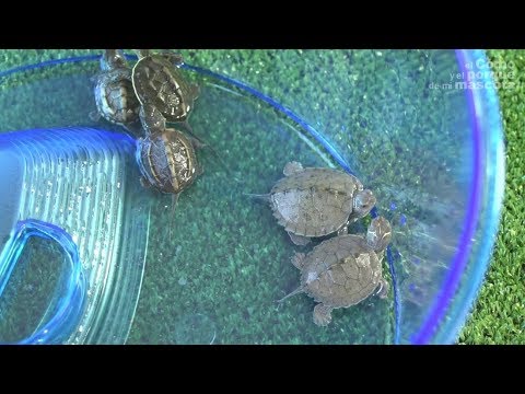 Wideo: Jak Dbać O żółwia Morskiego