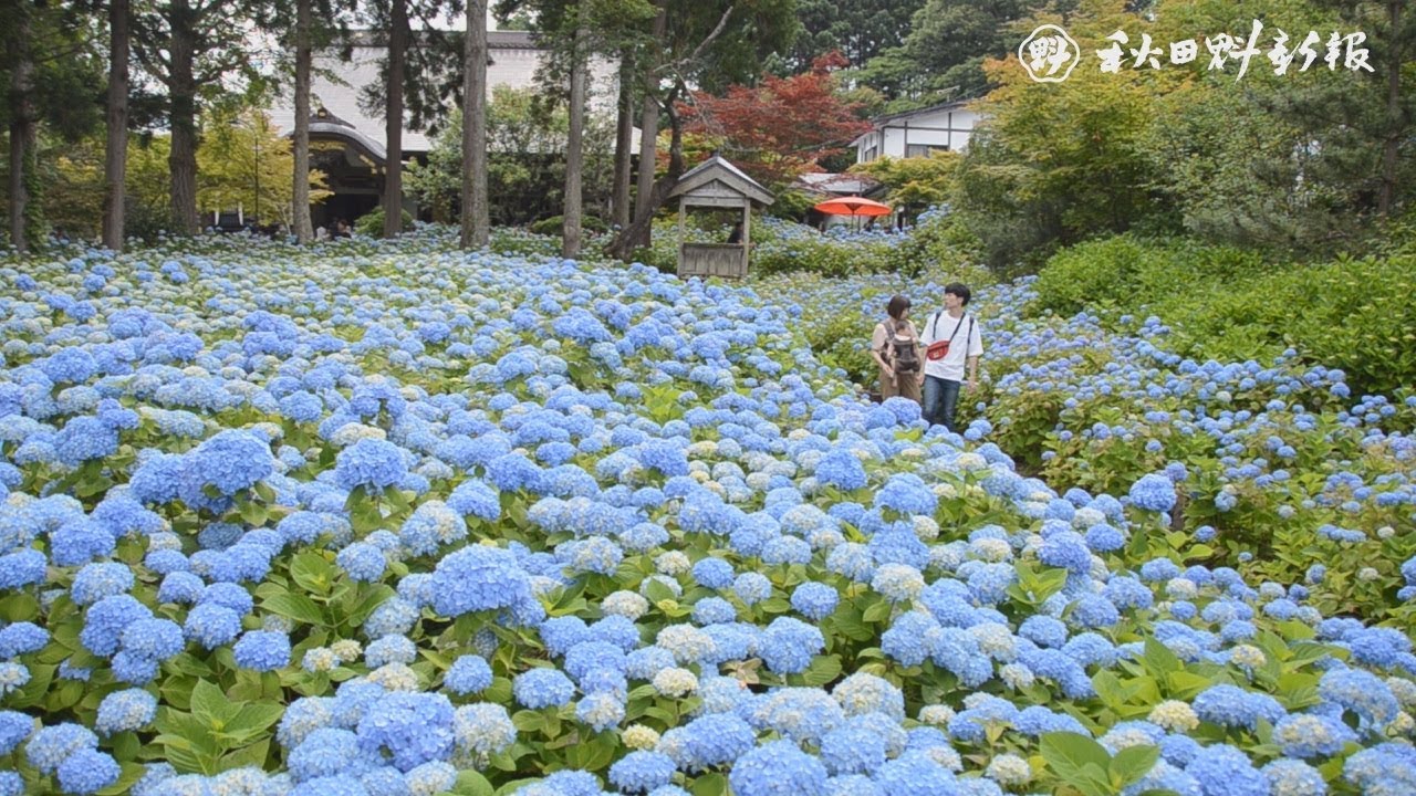 うん しょうじ の あじさい