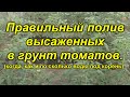 Полив томатов после высадки - как правильно?(наглядно)