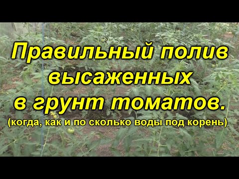 Полив томатов после высадки как правильно?(наглядно)