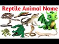 🐍 Reptile World | Snake, Crocodile, Turtle & More | Bilingual Animal Video