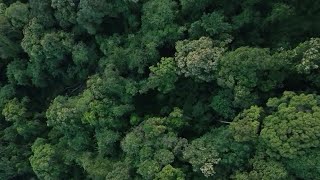 Kunlu Mountains, the home of ancient tea trees in Yunnan