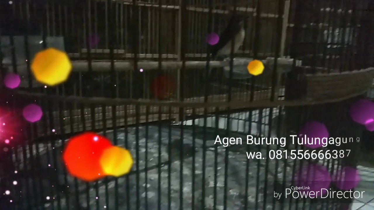 Murai Batu Trotolan Prospek Murai Batu Ekor Panjang Harga Ekonomis