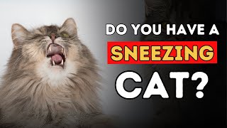 Sneezing Cat? 5 Effective Home Remedies