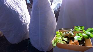 Cold Damage Updates ||  Plant Haul || Feb Pest Project