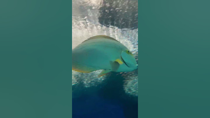 Underwater world | Pattaya | Thailand. #pattaya #thailand