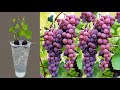 How to grow grapes trees from grapes fruits growing grapes vines from grapes with aloe vera
