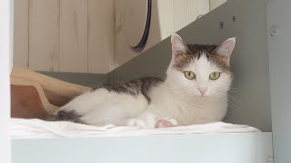 はなとみりの様子。-Recent state of Hana&Miri.-