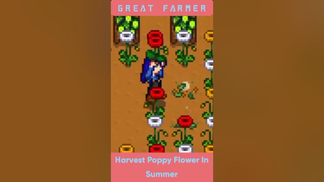 Harvest Poppy In Summer STARDEW VALLEY YouTube
