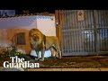Lion wanders through Italian town after escaping circus