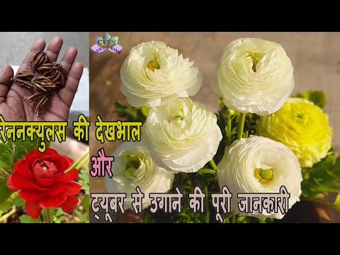 Video: Which flower looks like a rose?