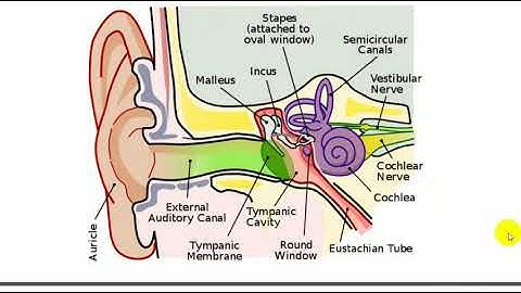 How sounds work biophysics part 1