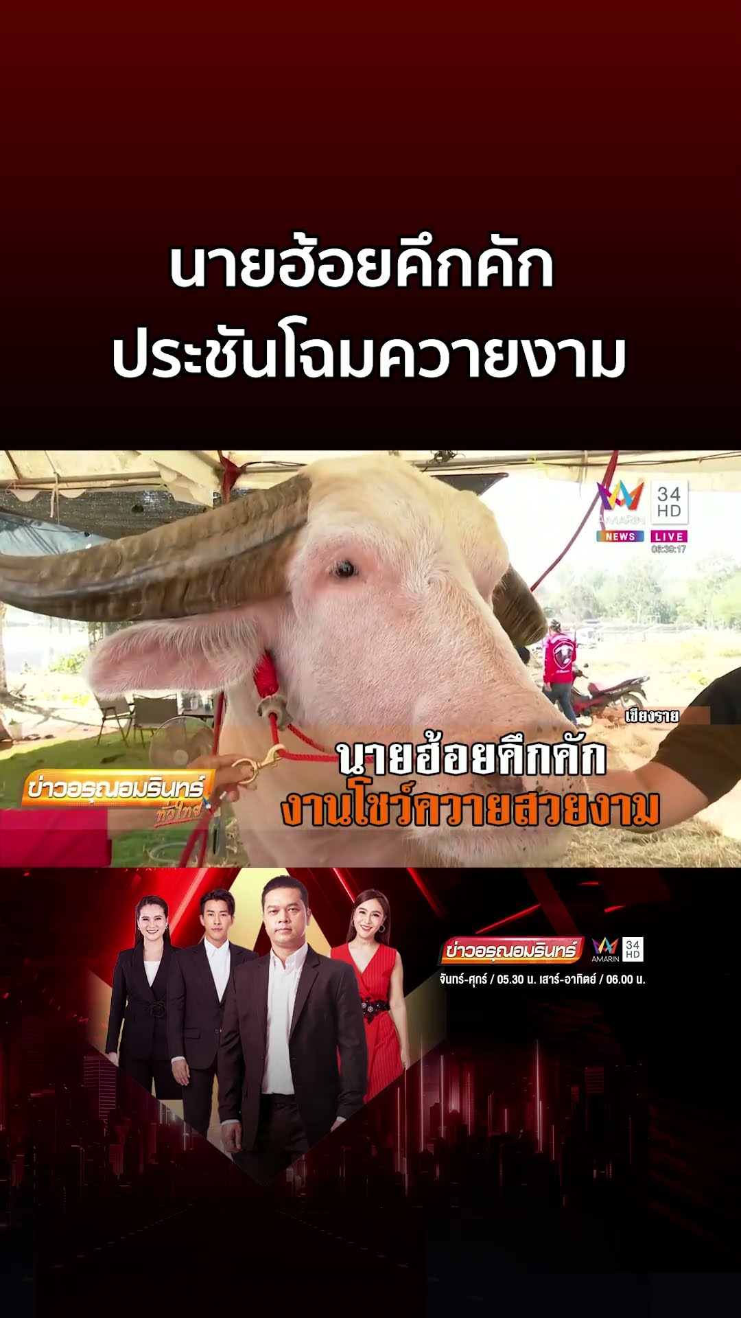 คึกคัก! มหกรรมประกวด ควายงาม เมืองเจียงฮาย ครั้งที่ 2 | ข่าวอรุณอมรินทร์