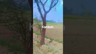 kamboh