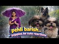 छोटे पप्पी की पहली बारिश/puppy enjoyed the first rain/dog cute reaction #vlog #vlog india #video
