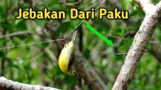 Jebakan Burung Dari Paku Untuk Bermacam Jenis Burung