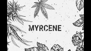 Myrcene - What Is It? | Certified