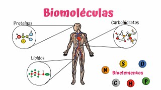 Biomoléculas Carbohidratos, Lípidos y Proteínas