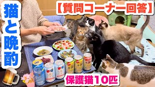 猫10匹と晩酌しながら視聴者様にいただいた質問に答えました✨【質問コーナー】