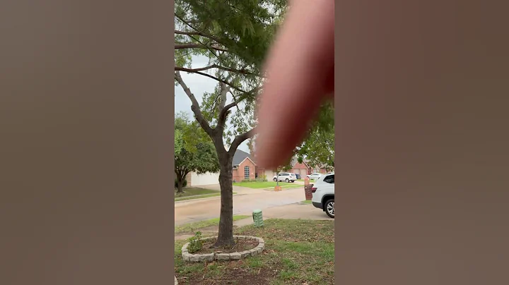 30 MPH Wind Gusts in Frisco TX