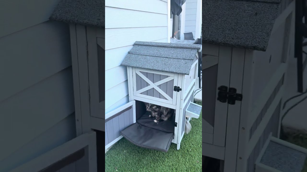 New Cat House Tour Aivituvin
