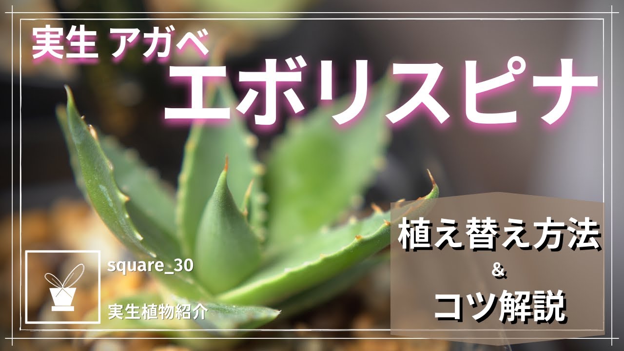 アガベ】1号鉢からの植え替え方法 エボリスピナが良い感じに成長しま