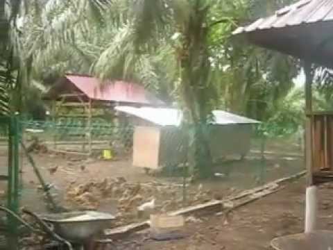 Reban ayam dan kandang itik - YouTube