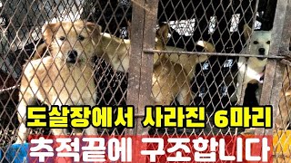 도살장에서 사라진 6마리 구조 성공