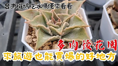 开箱多肉后花园。介绍我买肉的好地方，东部买多肉。台东多肉后花园。旅游顺便买肉。不是业配，真心推荐。 - 天天要闻