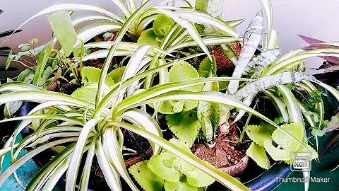 Coconut shell arrangement|Eco friendly|Spider plants|Royal palm