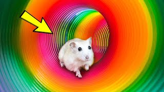 🌈🐹 Hamster Escape Maze: Hamster Cute Pets Maze Best Challenge 😱 #hamsterescape #mazediytraps