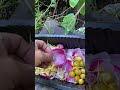 Honeysuckle flower  tea. Hillbilly jasmine .