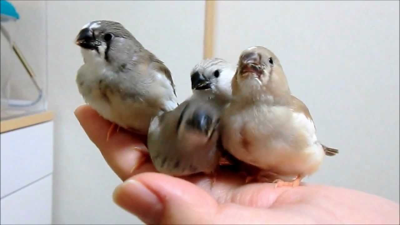 キンカチョウのヒナ 飛びたい Youtube