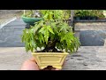 今年化粧鉢に上げた山もみじ【YMJ4】 #盆栽 #bonsai