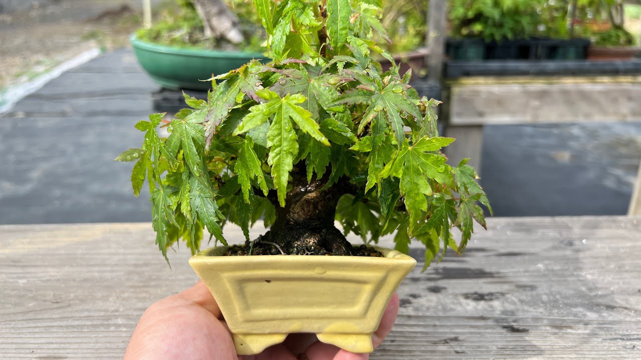 Yama Momiji planted in a decorative pot this year [YMJ4] #bonsai