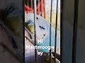 Hi masteroogway freepalestine paroot