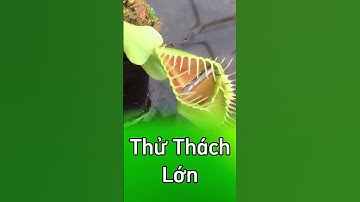 Cây bẫy kẹp hôm nay gặp thử thách lớn nhất trong cuộc đời 🤣🤣🤣 #câybắtmồi #câybẫykẹp
