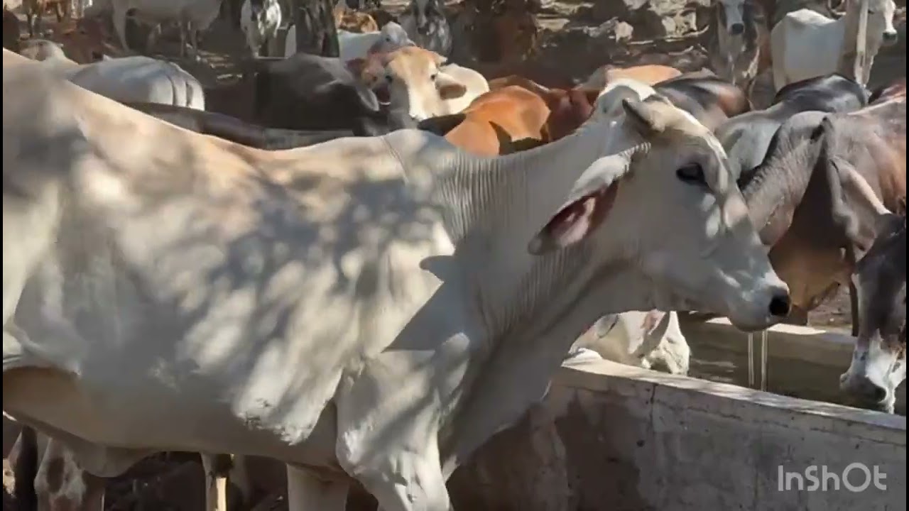 Mira como llega el ganado horro al coral 